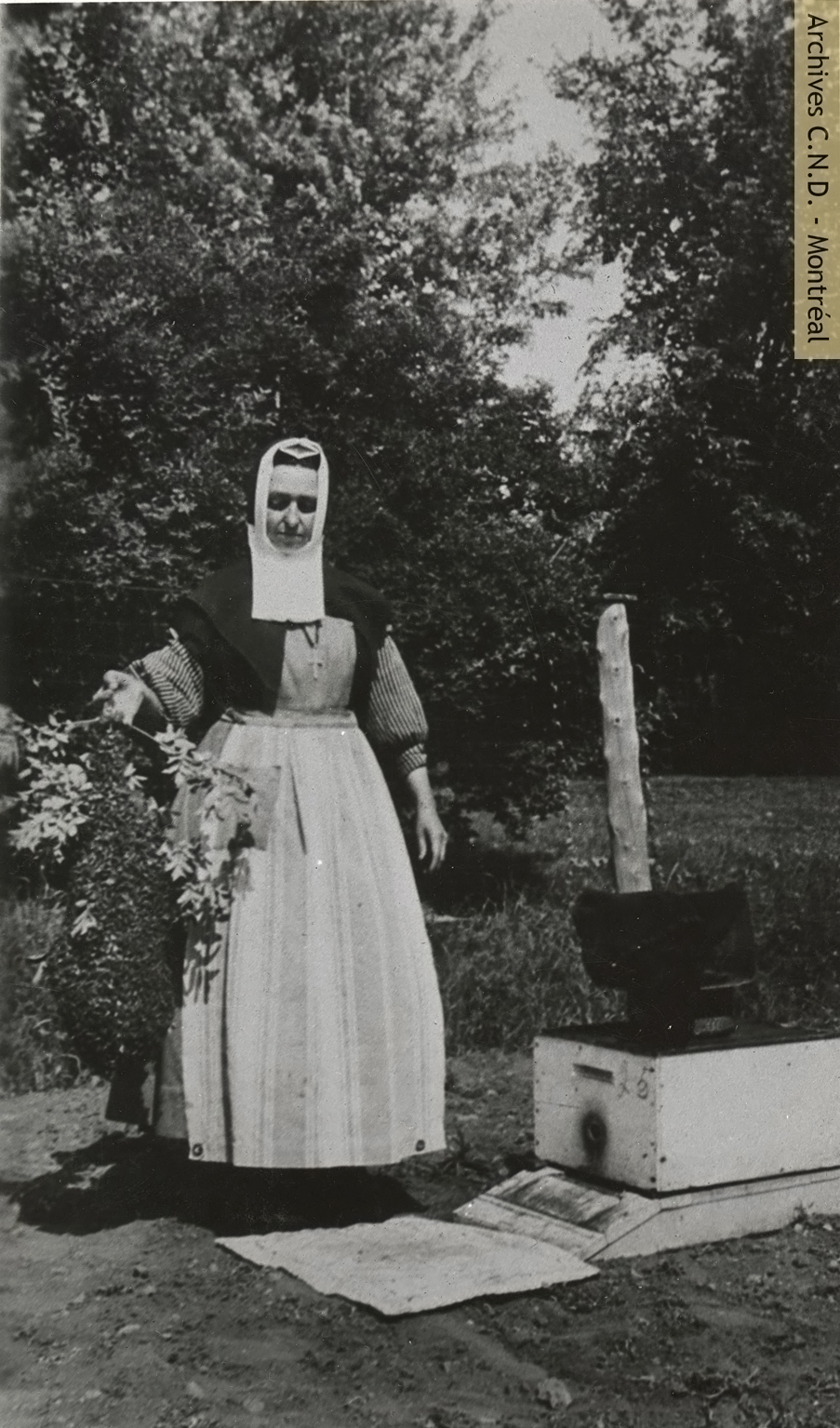 Sister Sainte-Clémence-de-Rome (Louise Dupuis) with a swarm of bees in her lily garden