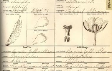 Páginas sacadas de un herbario realizado por las alumnas pre diplomadas del Internado Villa María